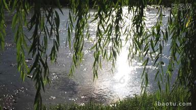 夏天河畔温暖的阳光与河流绿柳